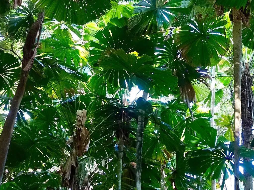 Coconut Beach House Holiday home Cape Tribulation